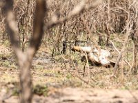 Marion, Romane South Africa 2014 (6 of 45) : KNP Pretoriuskop, Marion visit